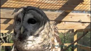 Barred Owl - Who Cooks for You