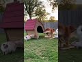 ゴールデンレトリバーとマンチカンと子豚が寝ていると、鴨が風船をくわえてきて・・ #funnyvideo #面白動画