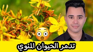 عشبة تتسبب في العقم عند الرجل | عشبة القديسين | عشبة سانت جون