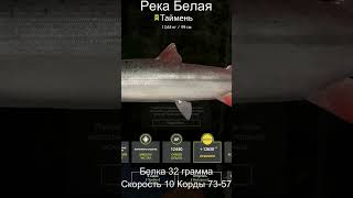 Таймень по Новогоднему квесту  #рр4 #русскаярыбалка4 #белая #таймень #белка