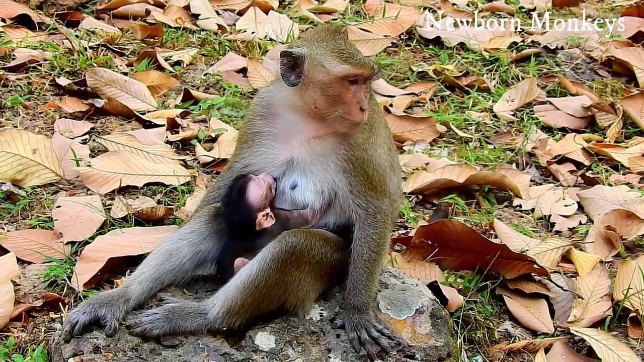 Poor Young Mother Deedee & Baby Delena