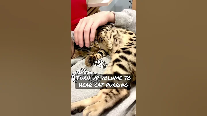 Video 1550151: bengal cat purring, cat purr, bengal cat cute, happy cat purring