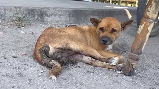 Homeless Dog was Found Lying Exhausted Waiting for Help on the Side of the Street