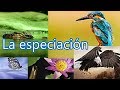 Te explico  ¿Qué es la especiación? [nota curiosa]