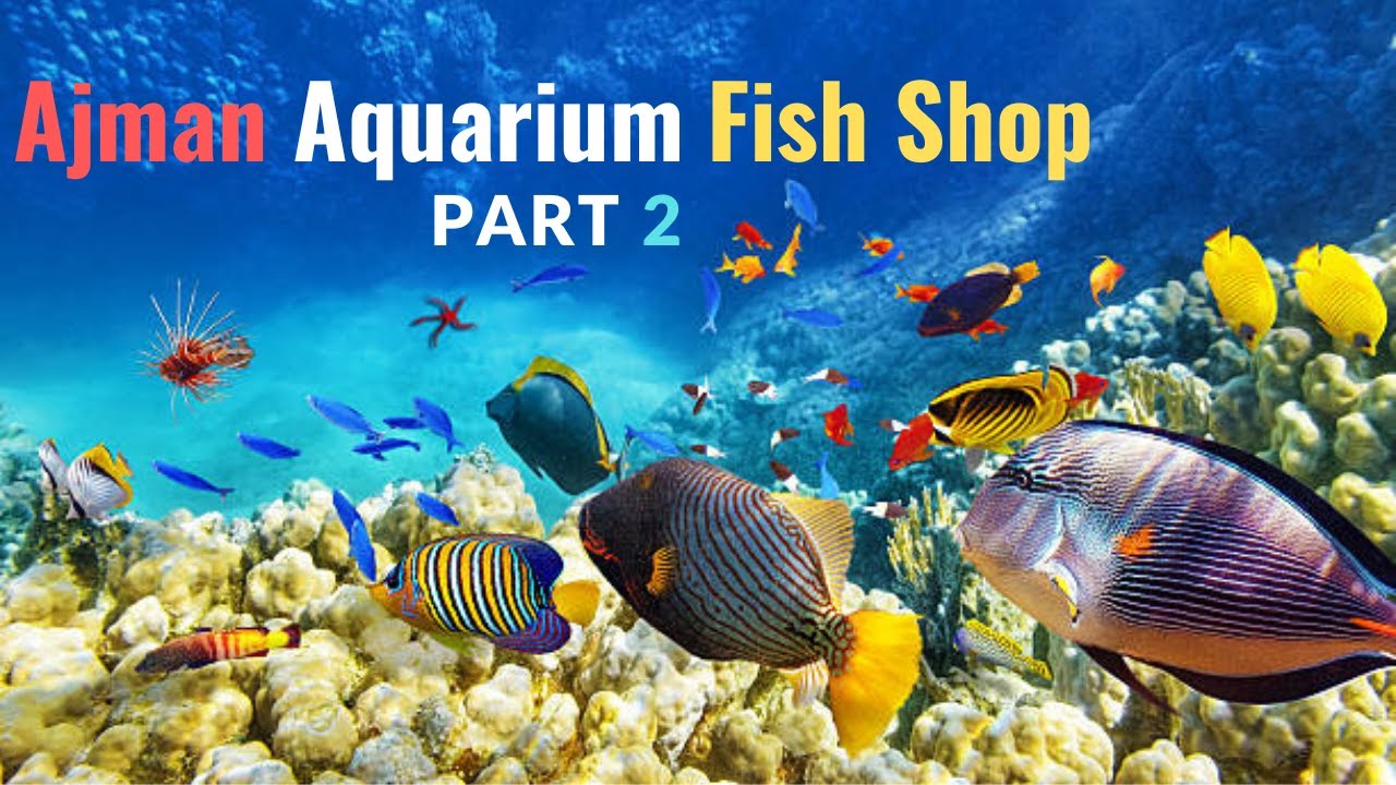 Ajman aquarium Fish Shop part 2 YouTube