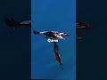 NA NAS Egzonibrahimi Telawatequran Birds Islamic Video NA NAS Egzonibrahimi Telawatequran Birds Islamic Video