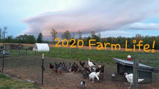 Homesteading Year in Review--The Infamous year of 2020