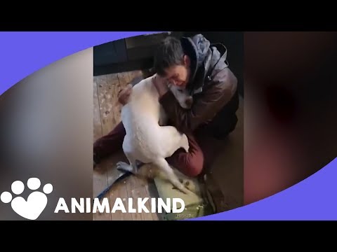 Video: Zahvalni lastnik se še vedno zahvaljuje brezdomnemu človeku, ki ga je združil z izgubljenim psom