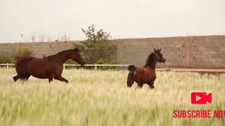 صلى عليك الله يا خير الورى | الخيل العربي 🐎💙|