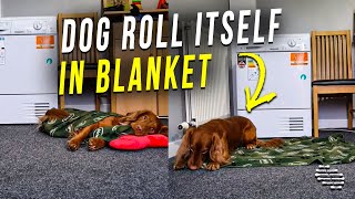 Precious Dog Roll Itself in a Blanket