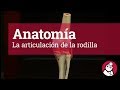 Anatomía:  La articulación de la rodilla