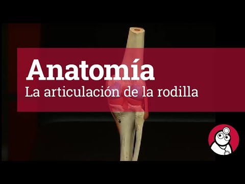 Vídeo: Rodilla Bursa Anatomía, Imágenes Y Función - Mapas Corporales