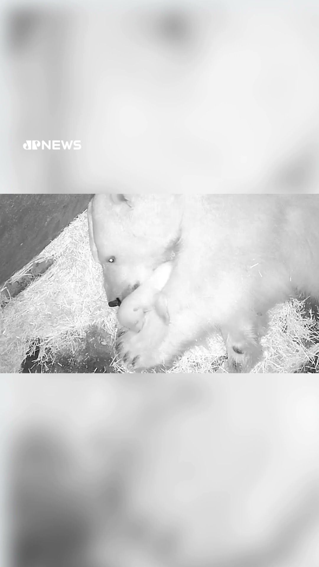 Aquário de São Paulo celebra nascimento de primeiro urso-polar da América Latina #shorts