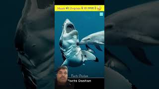This is why sharks are afraid of dolphin