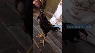 anak ayam Bangkok, super ,masih kecil udah berkokok,😀#shorts #ternakayam #ternakayambangkok #viral