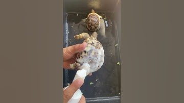 Full clean tortoise shell