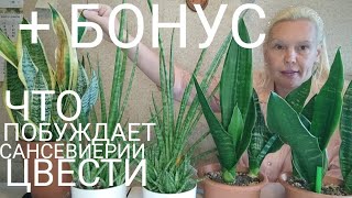 видео: Отцвели; что происходит дальше,-6 розеток сансевиерий #sansevieria #сансевиерия #цветениесансевиерии картинка: Отцвели; что происходит дальше,-6 розеток сансевиерий #sansevieria #сансевиерия #цветениесансевиерии