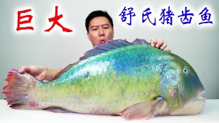 几十斤的巨大正青衣，可遇不可求，整个鱼头都是胶原蛋白【小文哥吃吃吃】