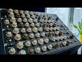 Chrono Trigger - Wind Scene (600 AD) Vermona Perfourmer MkII