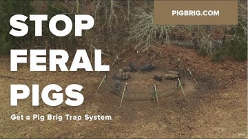 Pig Brig Trap System - The Solution to Your Feral Pig Problem (with Captions - 2:31 Square)