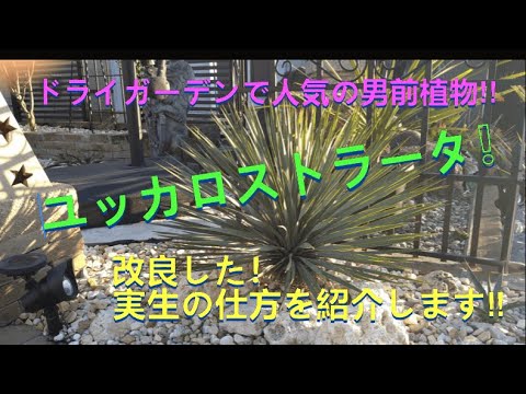 ユッカロストラータ 国内実生株 G ユッカ ロストラータ 実生株 Yucca Rostrata 005 | Sunny Branch