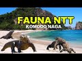 KOMODO (Varanus komodoensis) 🔥 Naga Purba Paling Mematikan di Indonesia! 🐉