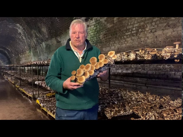 The Mushroom Tunnel » Visit Wollondilly