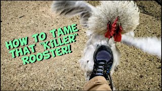How to tame an aggressive rooster! Quick Tip Tuesday!