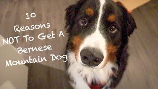 10 Reasons Why The Bernese Mountain Dog Might Not Be The Dog For You
