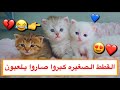 قطه صغيره عصبيه و مشاغبه 😂💔 القطط الصغيره كبروا وصاروا يلعبون 😍 / Mohamed Vlog