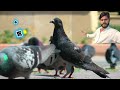 Kabutar ko prasann karne Wale bheji ❤️🖤 || कबूतर क ❤️🖤 bheje #viral #pigeon #trend #youtubeshorts  