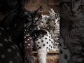 Cute Baby Cats 🐱✨ Kittens #cats #babycats #котики #коты