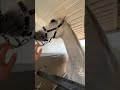 رفض يسافر بدون زامر رفض يسافر بدون زامر