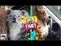 This or that 9  try not to laugh challenge pt 2  funny animals  family workout