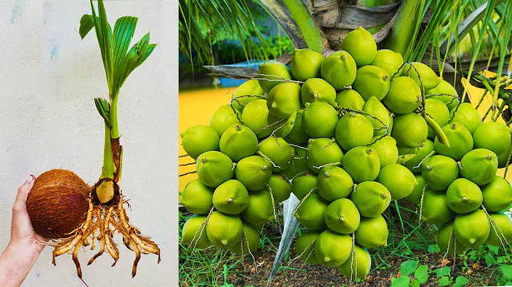 Techniques For Grafting Coconut Tree Growing Fast | How To Grow Coconut​ Tree From Coconut Fruit