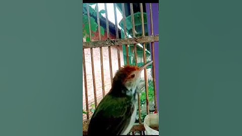 tembakan ganas prenjak lumut jantan#shorts