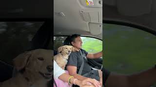 Dog Gets Jealous as Man Kisses Wife's Hand in the Car