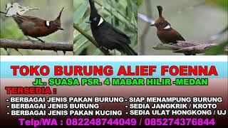 SUARA PIKAT BURUNG CILILIN ~ MASTERAN BURUNG CILILIN ~ BURUNG CILILIN GACOR PANJANG