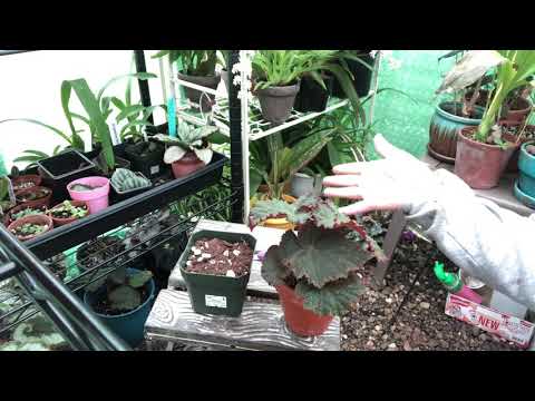 Easy How To Propagate Begonias.