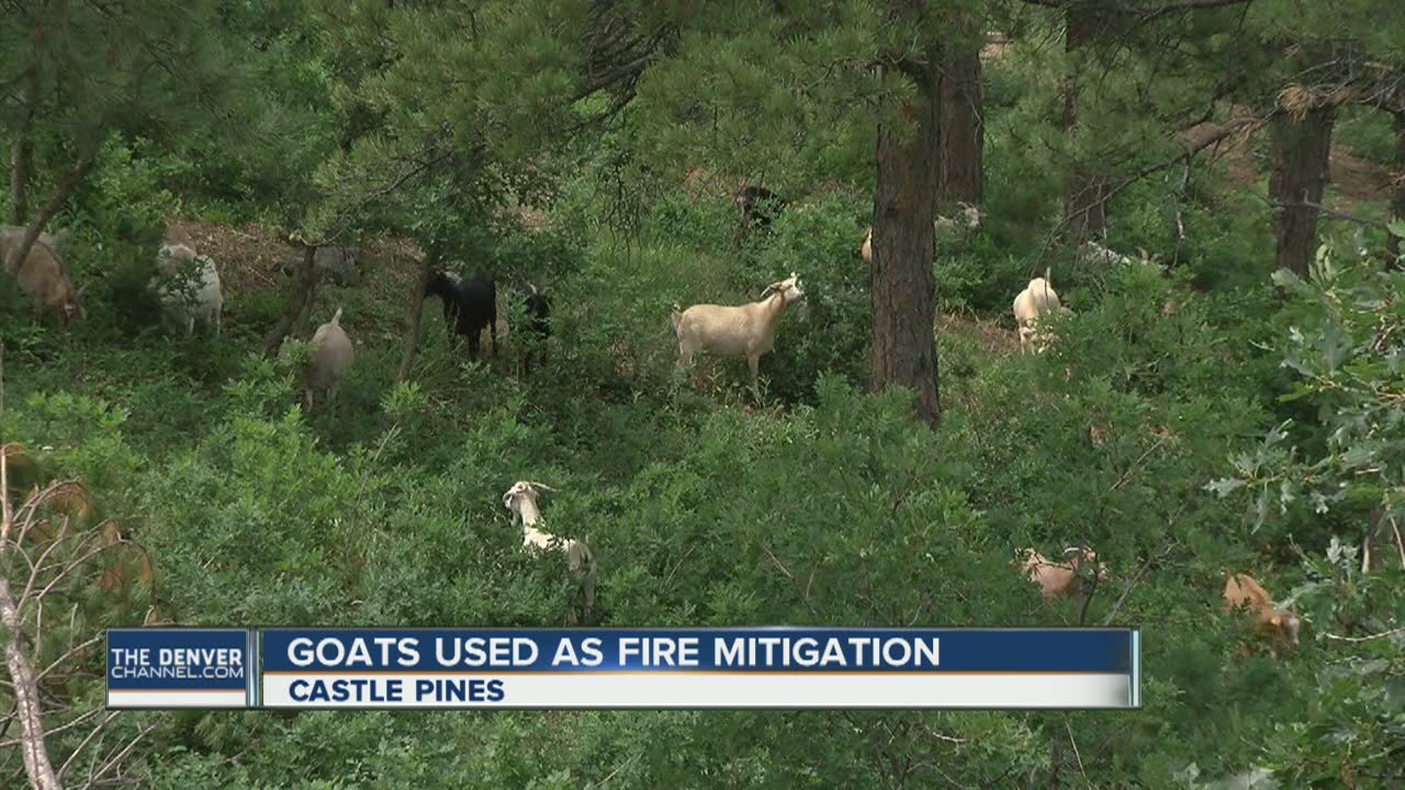 Goats are being used as fire mitigation in this Colorado neighborhood