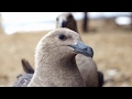 Wild antarctic sea skua close up