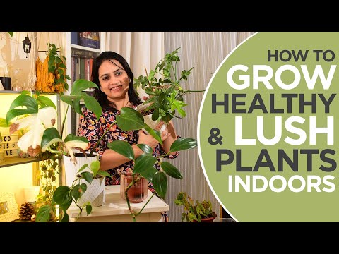 How to grow lush and healthy plants indoors | Growing low light plants indoors successfully