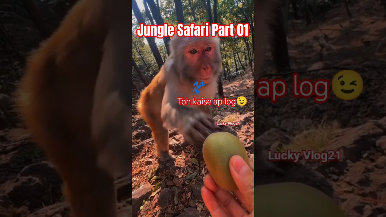 Jungle Safari Part 01😉🤯 mini vlog lucky😱#shortsfeed#shortsviral#minivlog#minivlogs#minivlogshorts