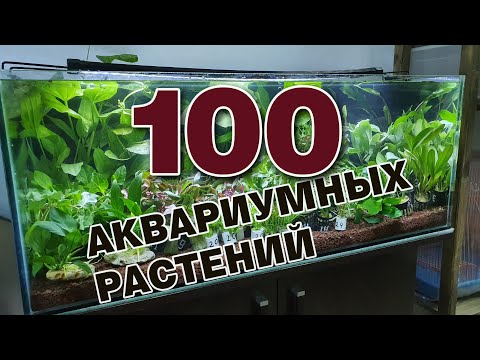 Видео: 6 «аквариумных» растений, которых следует избегать