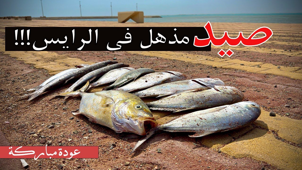🔥 صيد جنوني 🔥 10 سمكات ضخمة في أقل من ساعة!  الموقع: ميناء قديم🎣