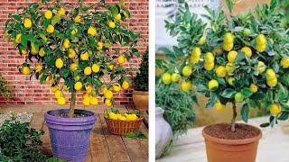 شجرة الليمون القزمي |  تثمر إبتداءا من السنة الأولى | وانتاجها غزير جداً تصلح للزراعة في المنزل