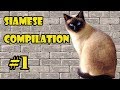 Funny Siamese Cat Compilation 2018 #1 | The FUNNIEST CAT videos