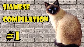 Funny Siamese Cat Compilation 2018 #1 | The FUNNIEST CAT videos Funny Siamese Cat Compilation 2018 #1 | The FUNNIEST CAT videos