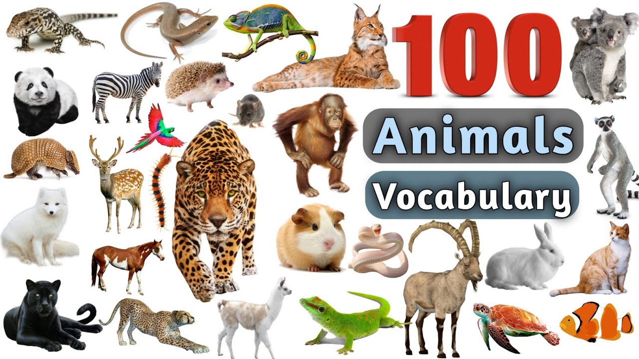 Animals Vocabulary In English ll 100 Animals Name In English With Pictures  - YouTube