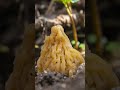 Mushroom photography #shorts - Verpa bohemica | Early morel | False morel | Mushroom hunting | Fungi